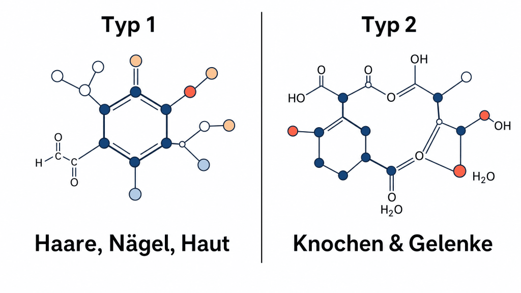 Wissenschaftliche Grafik von Kollagen Molekülketten typ 1 und typ 2