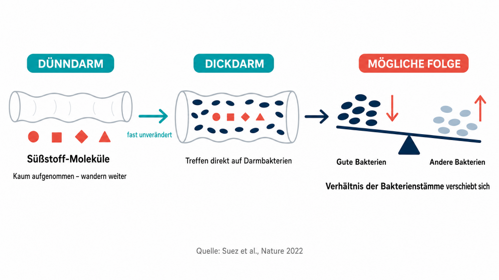 Wissenschaftliche Grafik: Wie Süßstoffe in den Darm gelangen